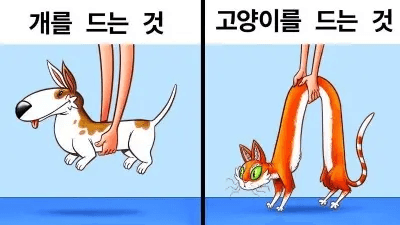 고양이를 드는 것
