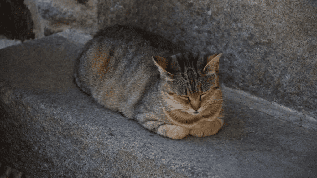 식빵을 구우며 자는 고양이