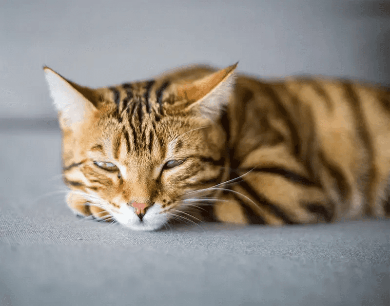 반쯤만 눈을 감은 고양이