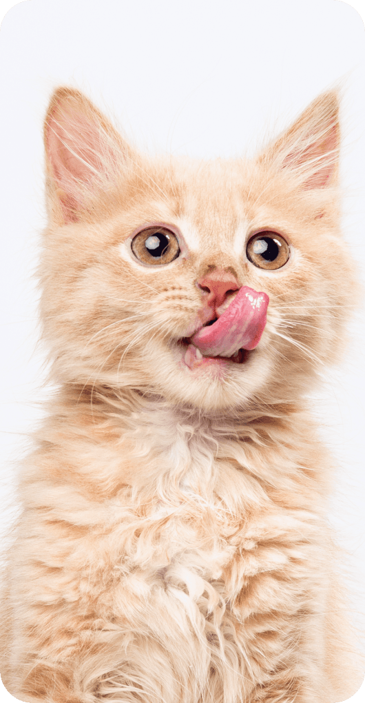 관찰 중인 반려묘