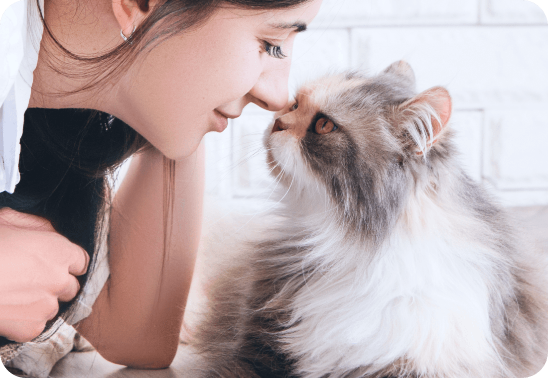 분석 중인 반려묘