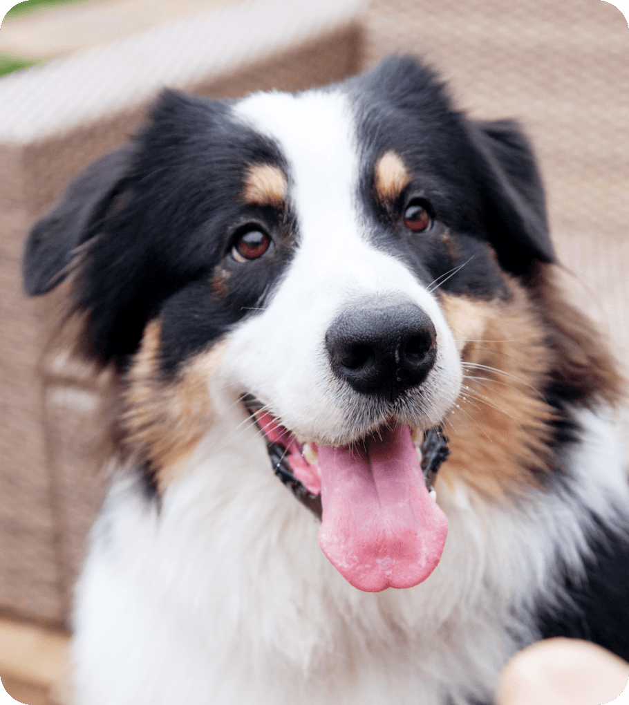 관찰 중인 반려견