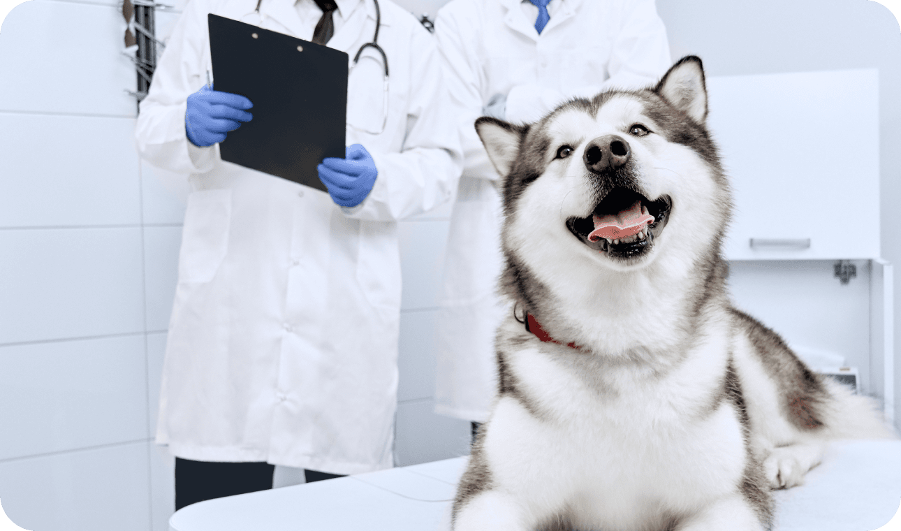 전문가와 함께하는 반려견