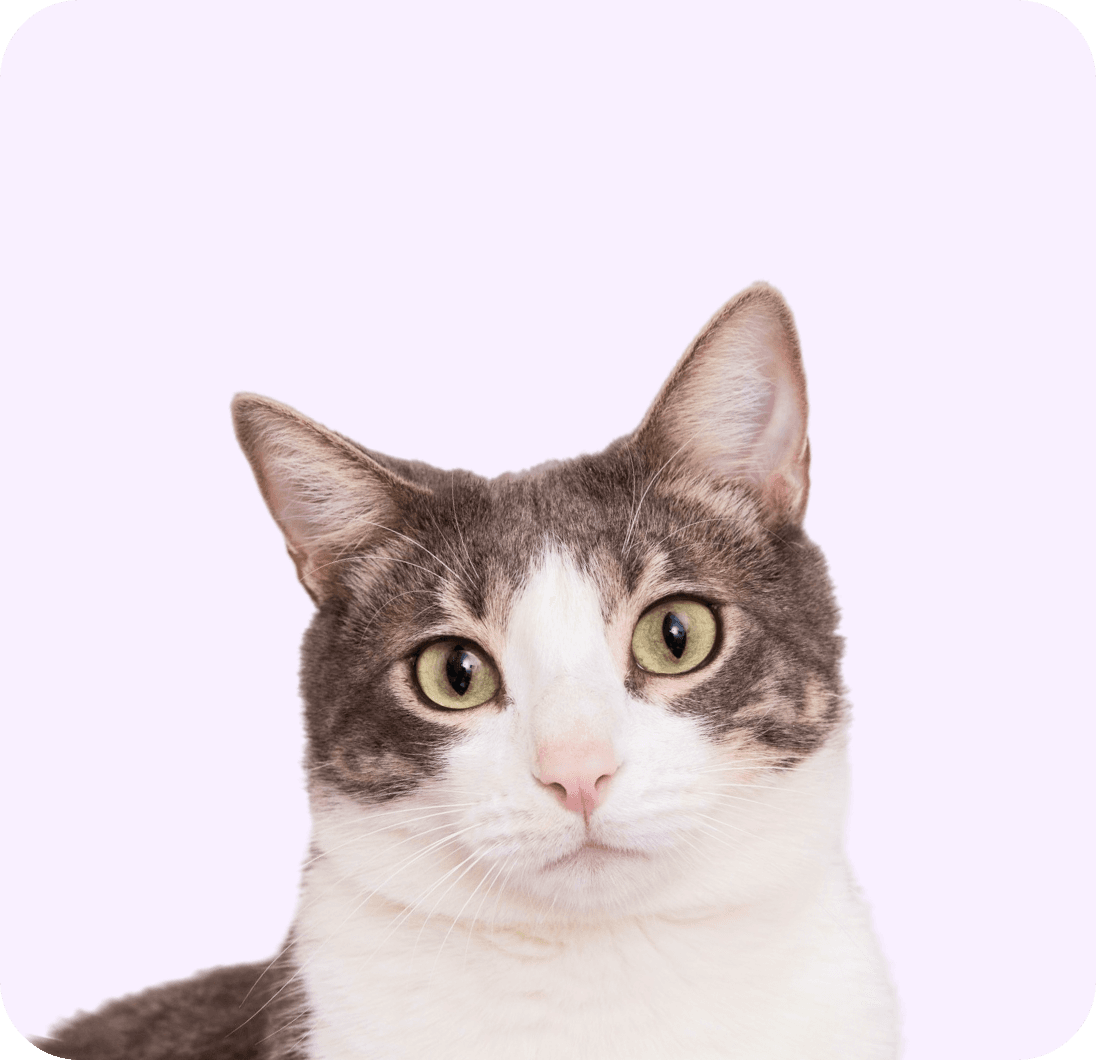 반려묘 성격찾기