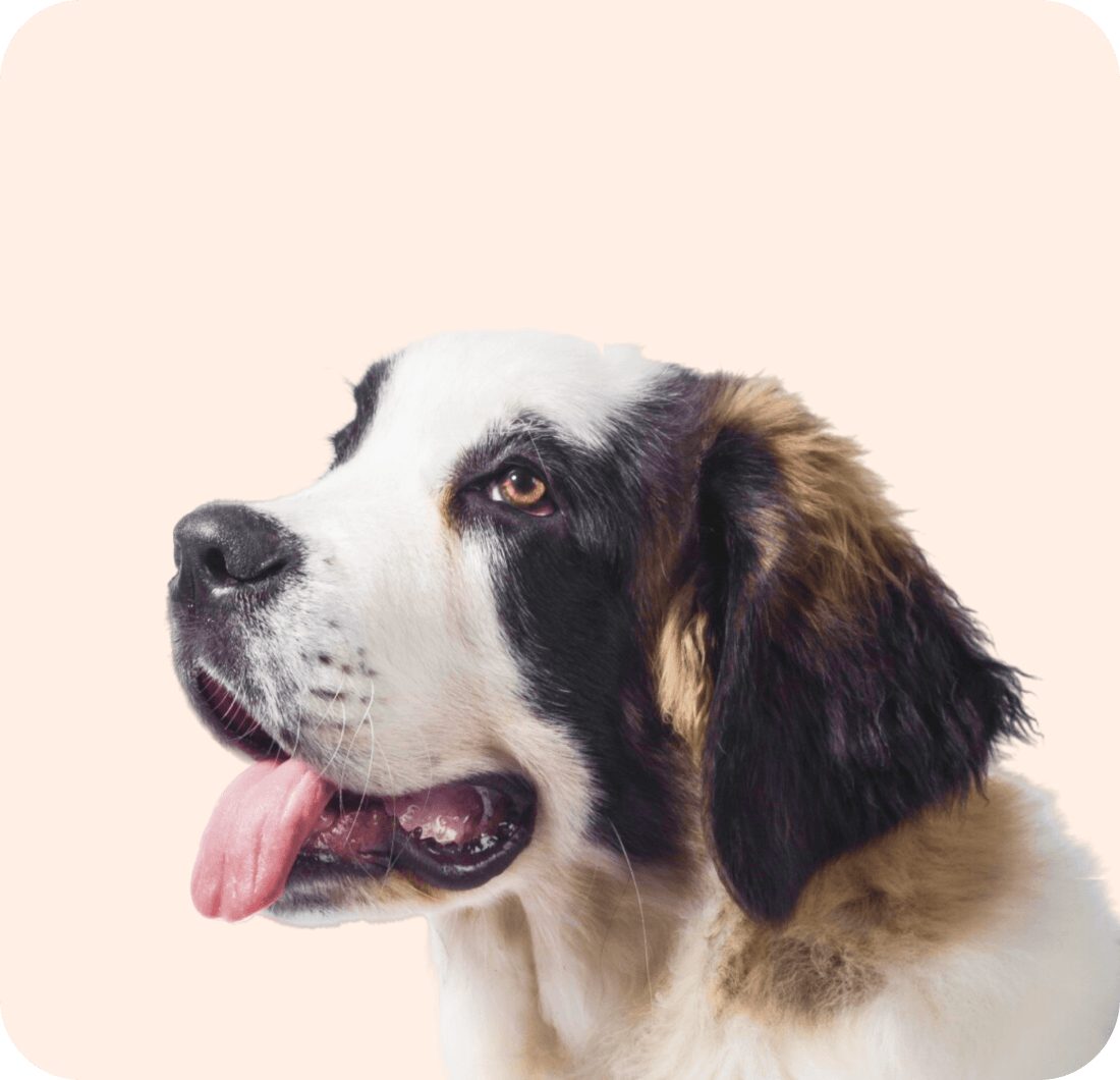 반려견 성격찾기