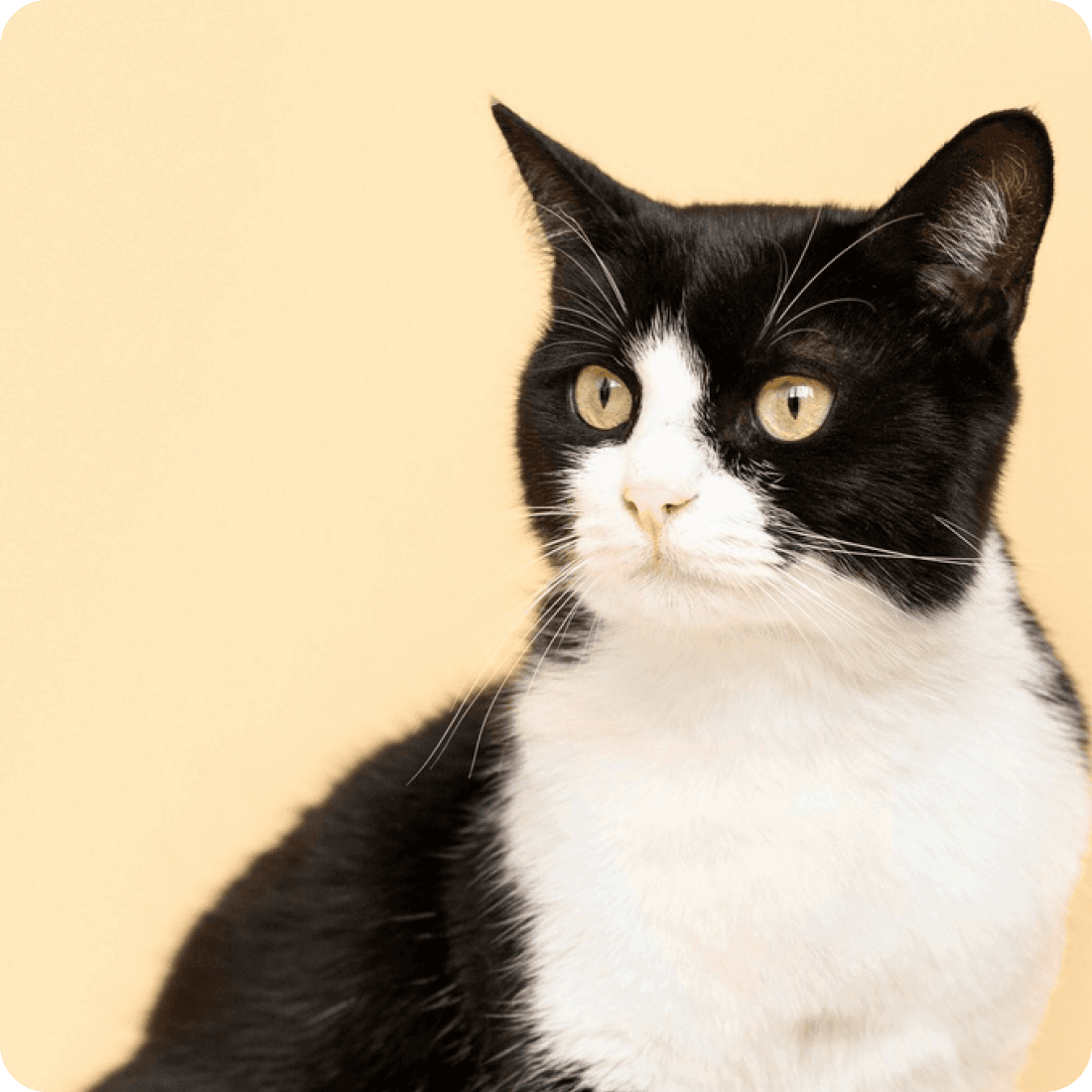 반려묘 양육 솔루션