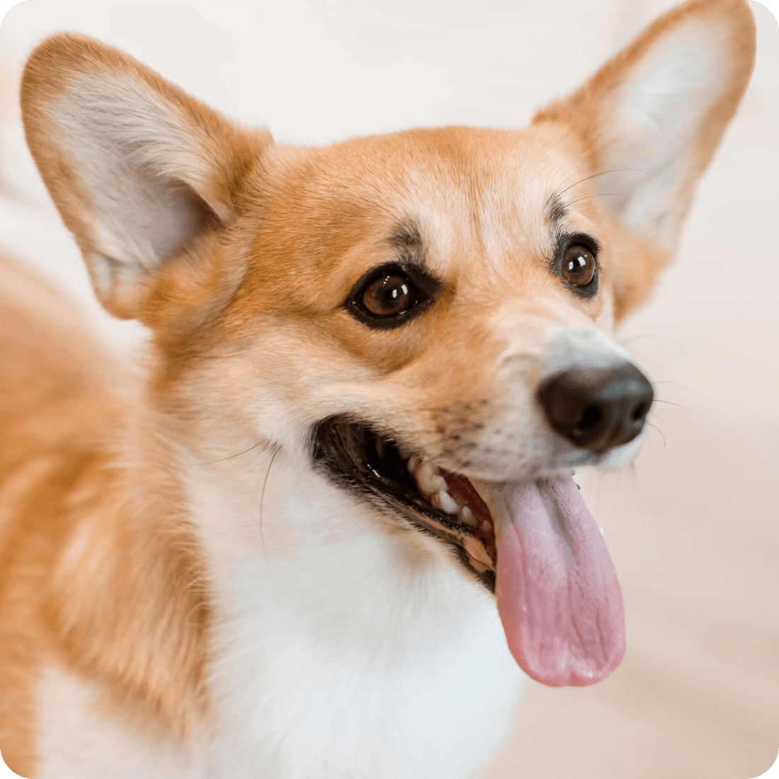 반려견 양육 솔루션